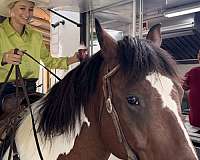 parade-draft-horse