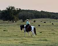 performance-draft-horse