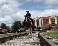 show-draft-horse