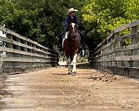 trail-draft-horse