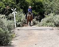 trail-riding-draft-horse