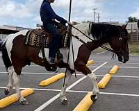 western-riding-draft-horse