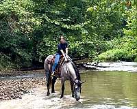 athletic-percheron-horse