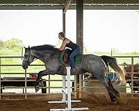 cross-percheron-horse