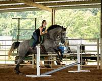 draft-percheron-horse