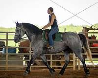 driving-percheron-horse