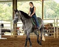 flashy-percheron-horse