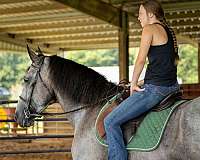 husband-safe-percheron-horse