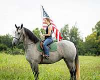 jumping-percheron-horse