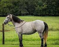 kid-safe-percheron-horse