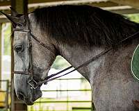 ridden-english-percheron-horse