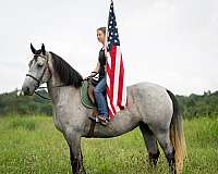 ridden-western-percheron-horse