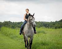 show-percheron-horse