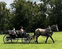 trail-percheron-horse