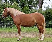 chestnut-blaze-horse