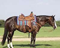 athletic-quarter-horse