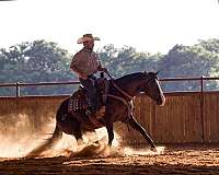 husband-safe-quarter-horse