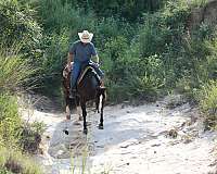 ranch-quarter-horse