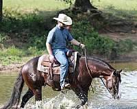 ranch-versatility-quarter-horse