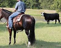 ranch-work-quarter-horse