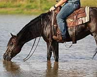 reining-quarter-horse