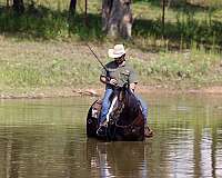 rodeo-quarter-horse