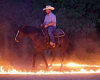 roping-quarter-horse