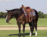 western-riding-quarter-horse