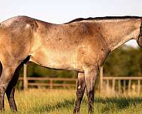 athletic-quarter-horse