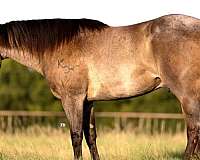 barrel-quarter-horse