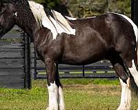 cross-gypsy-vanner-horse