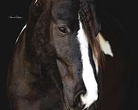 gypsy-vanner-horse