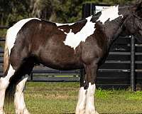 family-safe-gypsy-vanner-horse