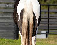 gentle-gypsy-vanner-horse