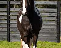 tobiano-gypsy-vanner-horse