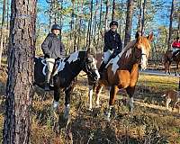 all-around-gypsy-vanner-horse