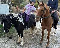 draft-gypsy-vanner-horse