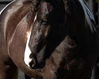 jumper-gypsy-vanner-horse