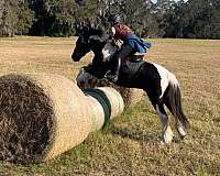 athletic-gypsy-vanner-horse