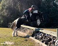 beginner-gypsy-vanner-horse