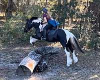 experienced-gypsy-vanner-horse