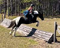 flashy-gypsy-vanner-horse