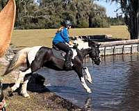 jumping-gypsy-vanner-horse