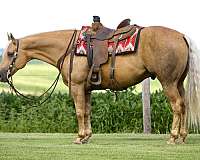 calf-roping-quarter-horse