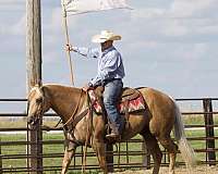 ranch-quarter-horse