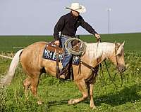 ranch-work-quarter-horse