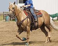 show-quarter-horse