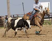 trail-riding-quarter-horse