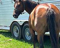 ranch-work-quarter-pony