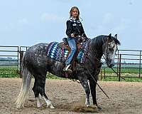 athletic-quarter-horse